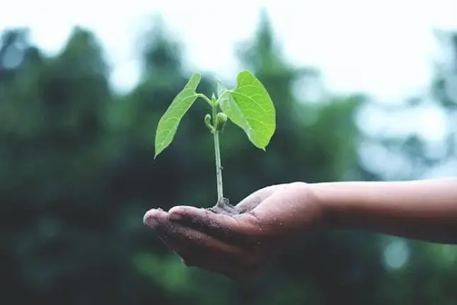 Grandir pour une entreprise, le modèle de la plante : un bon substrat et beaucoup d’ondes positives !